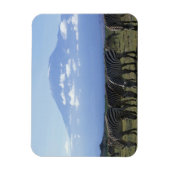 アフリカ、ケニア、アンボセリ国立公園、ヘルド マグネット (縦)