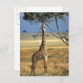 アフリカ、ケニア、アンボセリNP。マサイ族という俗人だ。 ポストカード (正面/裏面)