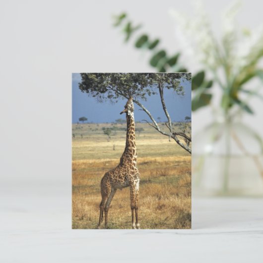 アフリカ、ケニア、アンボセリNP。マサイ族という俗人だ。 ポストカード (スタンド正面)