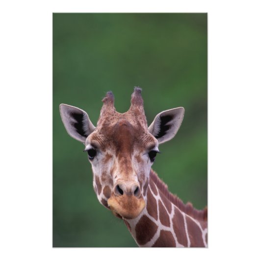 アフリカ、ケニア、インパラランチ。網状の フォトプリント            (正面)