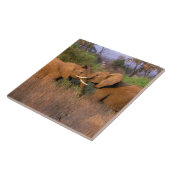 アフリカ、ケニア、サンブル。ゾウの挑戦 タイル (側面)