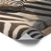 アフリカ，ケニア，ゼブラ ポスター (角)