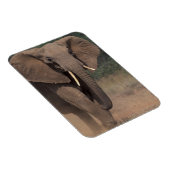 アフリカ、ケニア、ナナユキ、ムパラ。アフリカゾウ。 マグネット (右側)