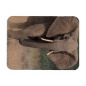 アフリカ、ケニア、ナナユキ、ムパラ。アフリカゾウ。 マグネット (横)