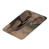 アフリカ、ケニア、ナナユキ、ムパラ。アフリカゾウ。 マグネット (左側)