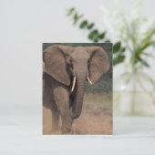 アフリカ、ケニア、ナニュキ、ムパラ。アフリカゾウ。 ポストカード (スタンド正面)