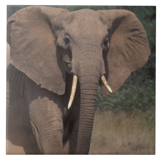 アフリカ ケニア ナニュキ ムパーラ アフリカゾウ タイル (正面)