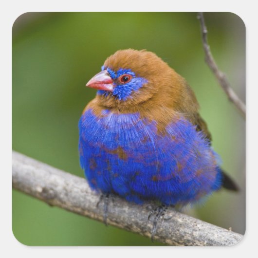 アフリカ。ケニア。パープルグレナディエ スクエアシール (正面)