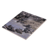 アフリカ、ケニア、マサイマラ国立公園。 タイル (側面)