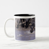 アフリカ、ケニア、マサイマラ国立公園。 ツートーンマグカップ (左)