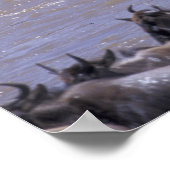 アフリカ、ケニア、マサイマラ国立公園。 ポスター (角)