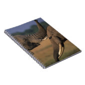 アフリカ,ケニア,マサイマラ試合予約,ツーブル ノートブック (右側)