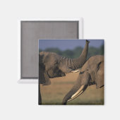 アフリカ，ケニア，マサイマラ試合予約，ツーブル マグネット (正面/裏面)