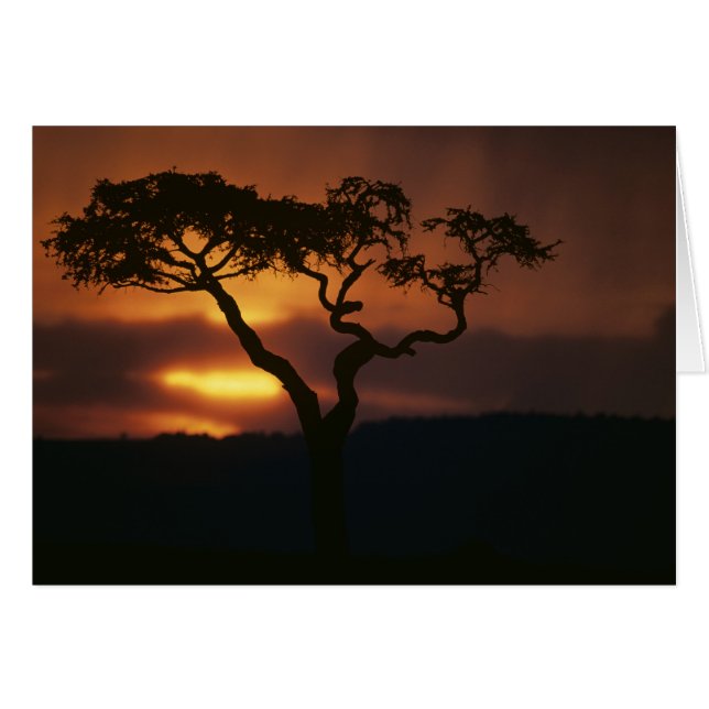 アフリカ，ケニア，マサイマラ試合予約，設定 (正面横)