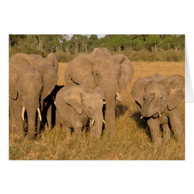 アフリカ ケニア マサイマラ アフリカゾウ (正面横)