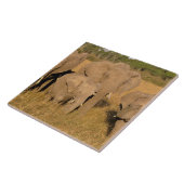 アフリカ、ケニア、マサイマラ。アフリカゾウ タイル (側面)