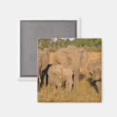 アフリカ ケニア マサイマラ アフリカゾウ マグネット (正面/裏面)