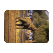 アフリカ ケニア マサイマラ エレファント (Loxodonta マグネット (横)
