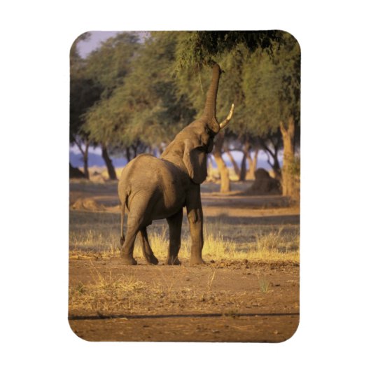 アフリカ ケニア マサイマラ エレファント (Loxodonta マグネット (縦)