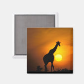 アフリカ、ケニア、マサイマラ。キリン マグネット (正面/裏面)