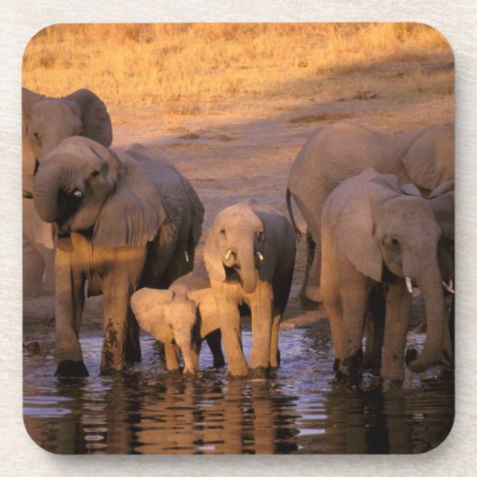 アフリカ ケニア マサイマラ ゾウ (Loxodonta コースター (正面)