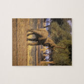 アフリカ ケニア マサイマラ ゾウ (Loxodonta ジグソーパズル (横)