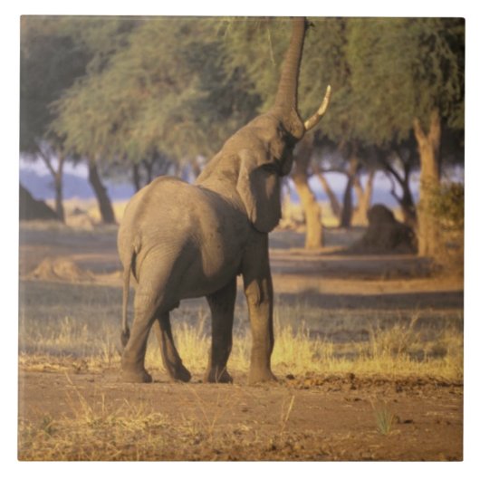 アフリカ ケニア マサイマラ ゾウ (Loxodonta タイル (正面)