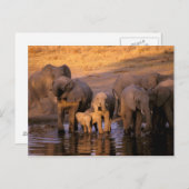 アフリカ、ケニア、マサイマラ。ゾウ（Loxodonta ポストカード (正面/裏面)