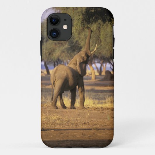 アフリカ ケニア マサイマラ ゾウ (Loxodonta Case-Mate iPhoneケース (裏面)