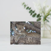 アフリカ。ケニア。マサイマラ。ヒョウ（パンテラ） ポストカード (スタンド正面)