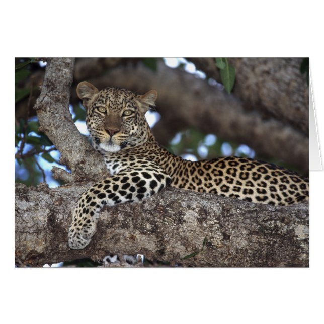 アフリカ ケニア マサイマラ ヒョウ (Panthera (正面横)