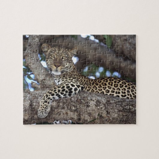 アフリカ ケニア マサイマラ ヒョウ (Panthera ジグソーパズル (横)