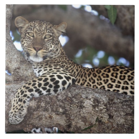 アフリカ ケニア マサイマラ ヒョウ (Panthera タイル (正面)