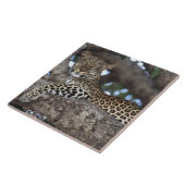 アフリカ ケニア マサイマラ ヒョウ (Panthera タイル (側面)