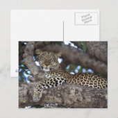 アフリカ ケニア マサイマラ ヒョウ (Panthera ポストカード (正面/裏面)