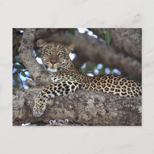 アフリカ ケニア マサイマラ ヒョウ (Panthera ポストカード (正面)