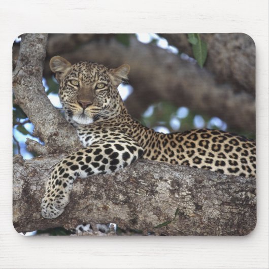 アフリカ ケニア マサイマラ ヒョウ (Panthera マウスパッド (正面)