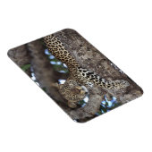 アフリカ ケニア マサイマラ ヒョウ (Panthera マグネット (右側)