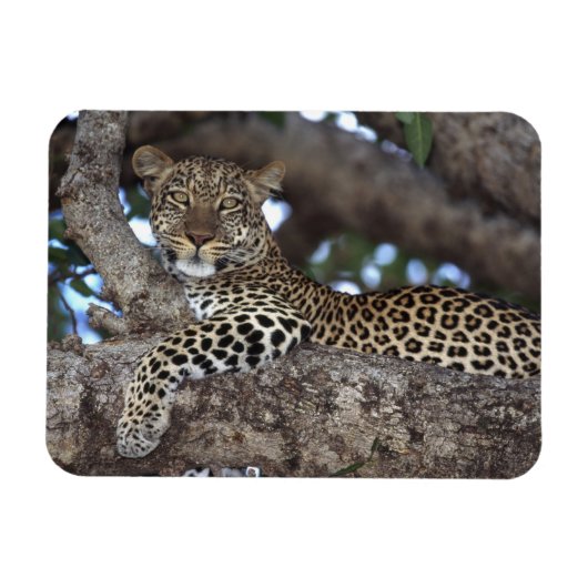 アフリカ ケニア マサイマラ ヒョウ (Panthera マグネット (横)