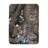 アフリカ ケニア マサイマラ ヒョウ (Panthera マグネット (縦)