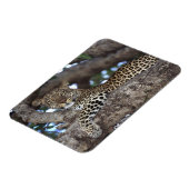 アフリカ ケニア マサイマラ ヒョウ (Panthera マグネット (左側)