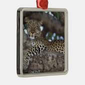 アフリカ ケニア マサイマラ ヒョウ (Panthera メタルオーナメント (右)