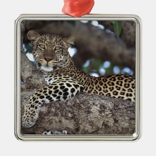 アフリカ ケニア マサイマラ ヒョウ (Panthera メタルオーナメント (正面)