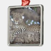 アフリカ ケニア マサイマラ ヒョウ (Panthera メタルオーナメント (左)