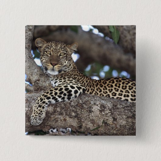 アフリカ ケニア マサイマラ ヒョウ (Panthera 缶バッジ (正面)