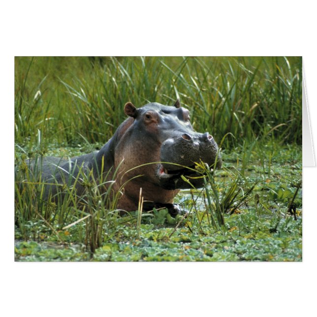 アフリカ ケニア マサイマラNR カバの母 (正面横)