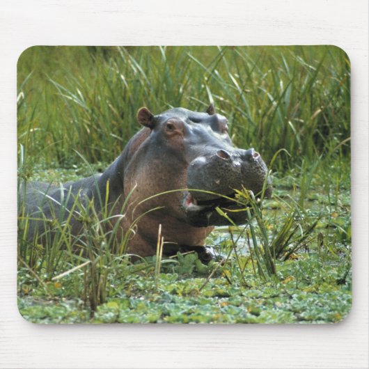 アフリカ ケニア マサイマラNR カバの母 マウスパッド (正面)