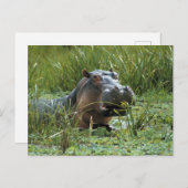 アフリカ、ケニア、マサイマラNR。母ヒッポ ポストカード (正面/裏面)