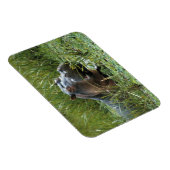 アフリカ、ケニア、マサイマラNR。母ヒッポ マグネット (右側)