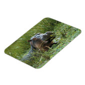 アフリカ、ケニア、マサイマラNR。母ヒッポ マグネット (左側)